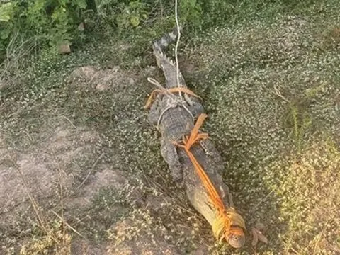 Nghe tiếng chó sủa, đi kiểm tra phát hiện cá sấu nằm trước nhà