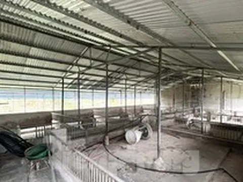 Cám cảnh trại lợn tiền tỷ trống trơn, người nuôi ‘treo chuồng’