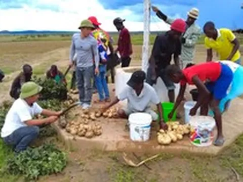 Một loại củ ở Việt Nam bán rẻ đầy chợ, team Quang Linh Vlogs trồng bán ở Angola cao gấp 5 lần