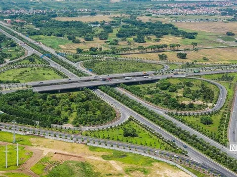 Cận cảnh hàng cây xanh nhập lậu được trồng tại các tuyến phố ở Hà Nội