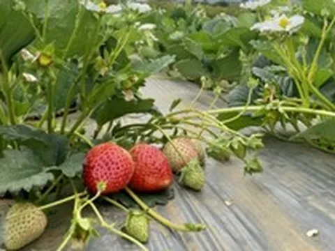 Giá bỗng giảm mạnh, "nỗi buồn" dâu tây