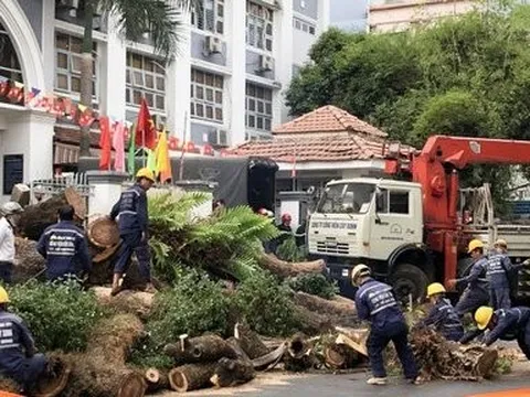 Cây xanh bật gốc đè nhiều người trước cổng trường ở TP.HCM