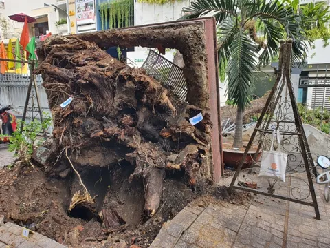 Ớn lạnh hình ảnh gốc cây đổ đè nhiều người và xe ở trường Trần Văn Ơn