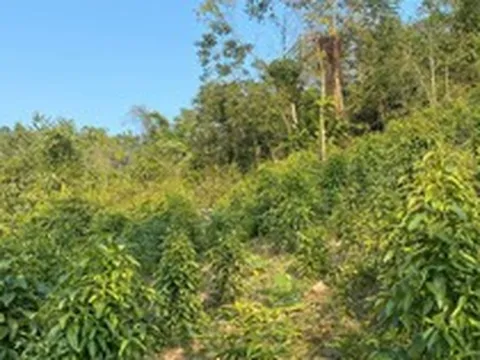 Một loại củ giá rẻ của Việt Nam đang được Trung Quốc săn đón, xuất khẩu tỷ USD trong năm 2022, nhu cầu dự báo tiếp tục tăng