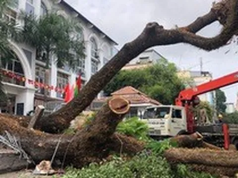 Ít nhất 2 người bị thương trong vụ bật gốc cây xanh ở quận 1