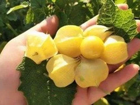 Loại quả dại mọc đầy ở Việt Nam được bán với giá cao ngất ngưởng tại Nhật, gây cơn sốt ngược: Dân Việt săn lùng ăn theo!