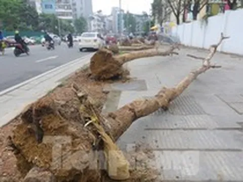Hà Nội: Nhổ bỏ hàng cây tiền tỷ chết khô trên đường Huỳnh Thúc Kháng kéo dài