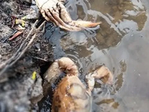 Lý do cua biển ngon nhất Cà Mau chết trên diện rộng