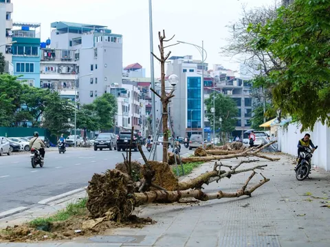 CLIP: Hàng cây tiền tỉ mới trồng bị chết khô, phải nhổ bỏ
