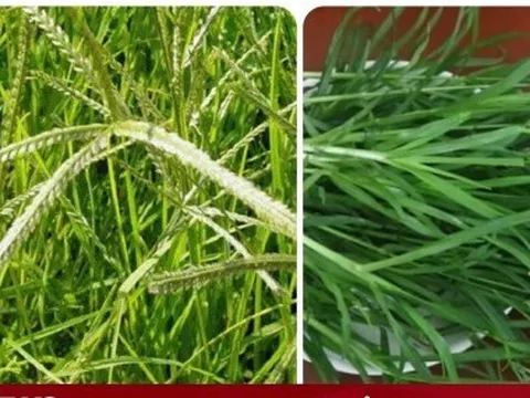 Tác dụng của cây cỏ mần trầu