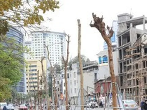 Hàng cây tiền tỷ 'mãi không thấy ra lá' trên tuyến đường giữa Thủ đô Hà Nội