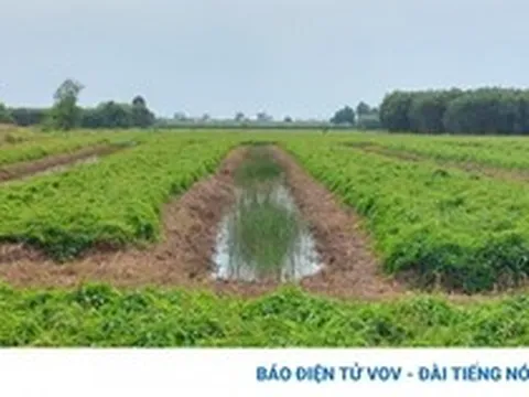 Nông dân bán khoai mỡ giá đạt kỉ lục 28.000 đồng/kg