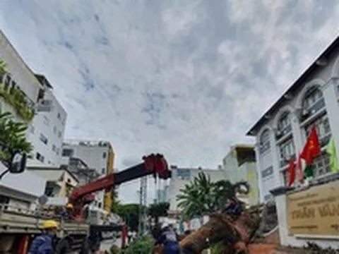 Cây xanh trong trường học bật gốc 7 người bị thương: Trách nhiệm thuộc về ai?
