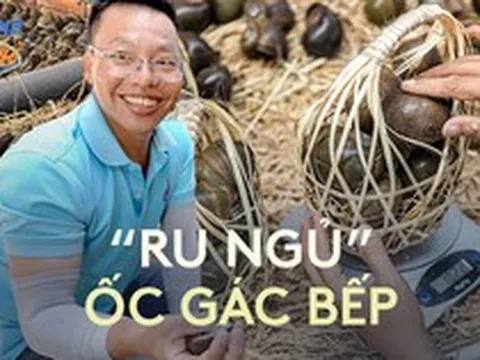 Doanh thu hàng trăm triệu/tháng nhờ tìm ra cách "ru ngủ” các chú ốc lác gác bếp nổi tiếng miền Tây