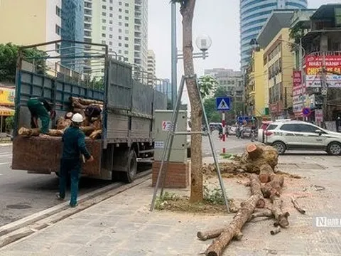 Chặt hạ hàng cây tiền tỷ mới trồng trên đường Huỳnh Thúc Kháng kéo dài