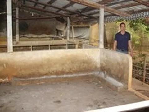 Giá heo hơi thấp kỷ lục, chuồng trại bỏ không, nông dân còng lưng gánh nợ