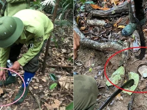 Tp.Đà Nẵng: Thu giữ, phá hủy hàng trăm bẫy thú trên bán đảo Sơn Trà