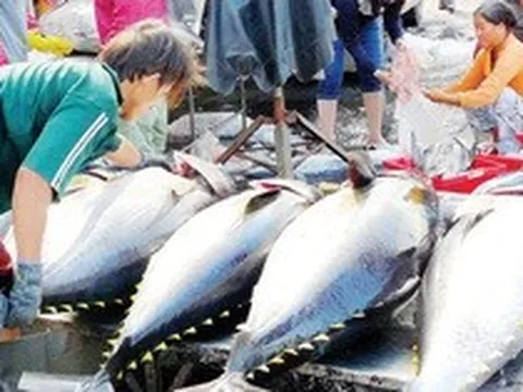 Giá cá ngừ giảm mạnh