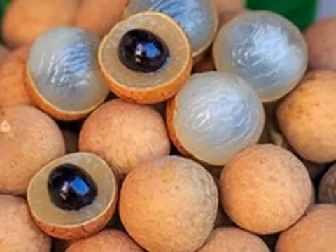 Xuất khẩu "đặc sản vương giả" sang Trung Quốc: Nông dân Việt Nam thắng lớn, lãi đậm - một vườn thu về gần 2 tỉ đồng