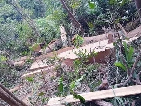 Đắk Lắk: Xử lý hơn 6.000 vụ vi phạm pháp luật trong lâm nghiệp