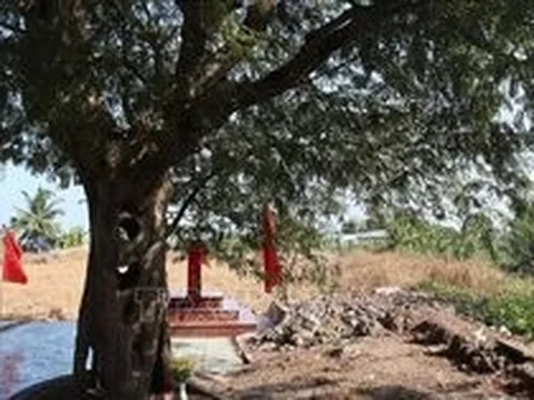 Cây Me 300 năm tuổi ở Long An được công nhận là Cây Di sản Việt Nam