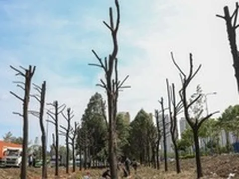 Cận cảnh di dời hơn 1.300 cây xanh trên đại lộ ở TP.HCM để xây dựng nút giao 3 tầng