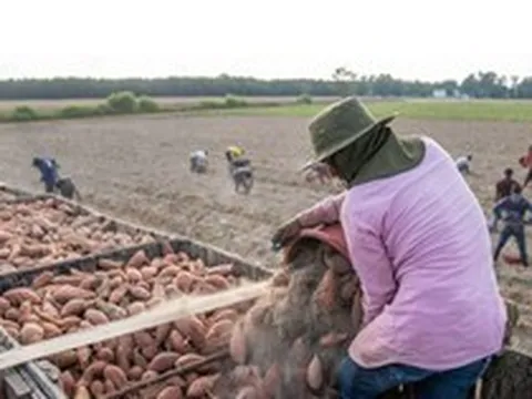 Khoai lang chính ngạch đầu tiên sắp xuất sang Trung Quốc