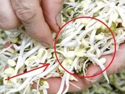 Bán 2 cân giá đỗ, người đàn ông vô tình đối mặt với án phạt 350 triệu đồng: Bài học cảnh tỉnh nhiều người!