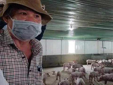 Bầu Đức không nuôi 1 triệu con heo ăn chuối như dự tính