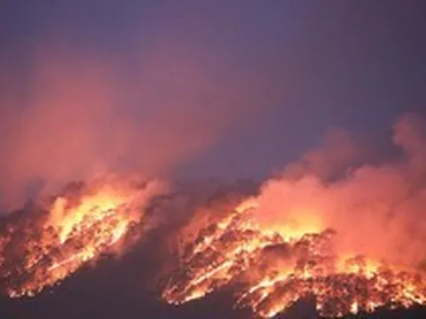 Lửa cháy rực trên đồi thông Đà Lạt