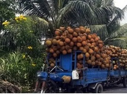 Dừa xiêm hút hàng, tăng giá dịp nắng nóng