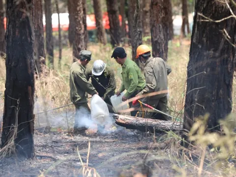 Điều tra nguyên nhân vụ cháy rừng thông trên đèo Prenn