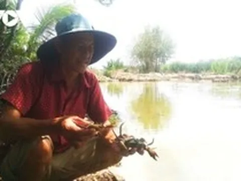 Cua chết diện rộng, người dân Cà Mau lo mất nguồn thu từ đặc sản