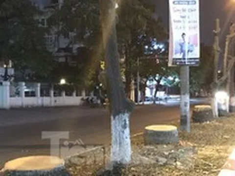 Loạt cau vua cổ thụ giữa Thủ đô bị đốn hạ trong đêm