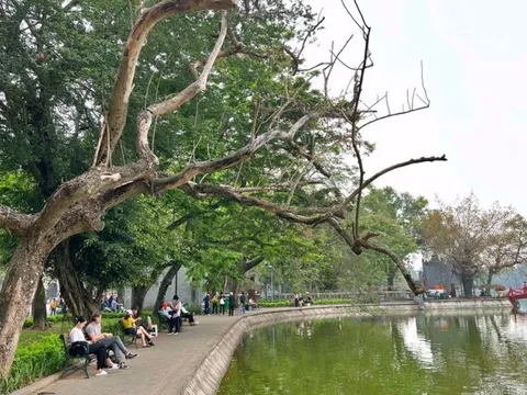 Hà Nội chặt hạ 3 cây sưa chết khô bên hồ Hoàn Kiếm
