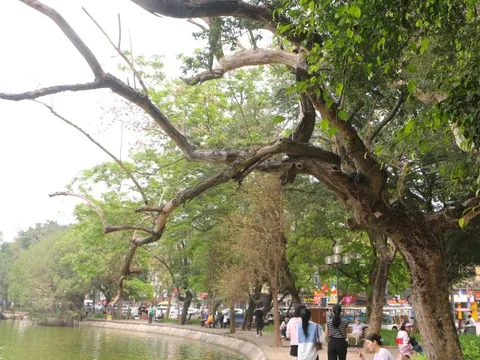 Chặt hạ 3 "cây vàng" chết khô bên hồ Hoàn Kiếm