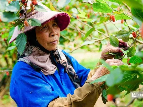 Tất bật thu hoạch dâu tằm ở ngoại thành Hà Nội