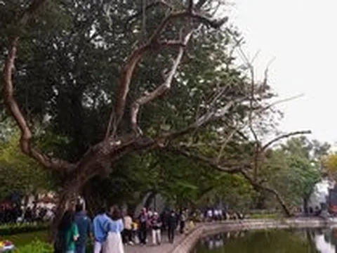 Hà Nội: Cận cảnh 3 cây sưa chết khô sắp bị chặt bỏ ở hồ Hoàn Kiếm