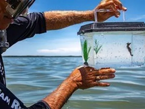 Một loài cá có mặt trên khắp Việt Nam được Trung Quốc coi là 'thần dược phòng the', săn lùng tới mức cạn kiệt