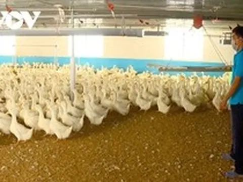 Khó khăn "bủa vây" ngành chăn nuôi tỉnh Đồng Nai
