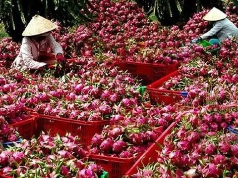 Giá thanh long "nhảy vọt": Thị trường tiềm năng và bài toán bền vững