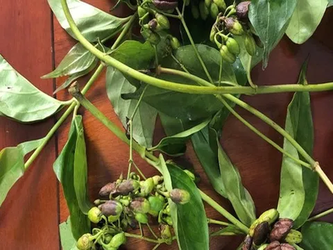 Cấp cứu bệnh nhân ngộ độc lá ngón nguy kịch