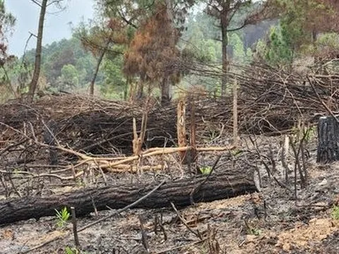 Kiểm lâm Thanh Hóa vào cuộc vụ đốt thực bì phòng cháy phá luôn rừng