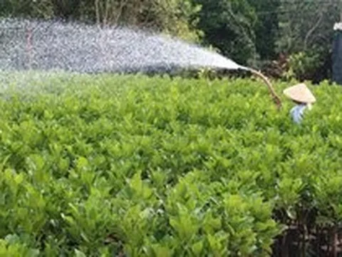 Cây giống mít, sầu riêng tăng giá, hút hàng