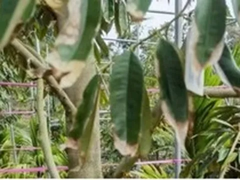 Trung Quốc sắp thu hoạch vụ sầu riêng đầu tiên: Cuộc cạnh tranh tại thị trường tỷ dân