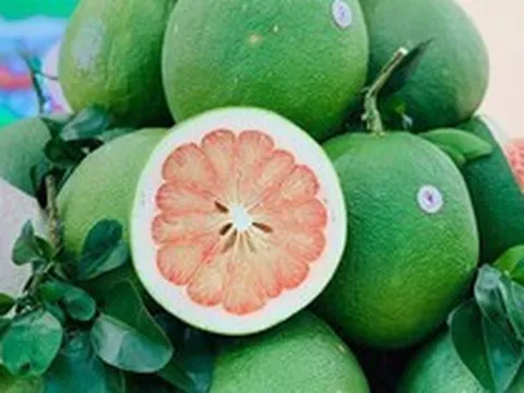 Việt Nam có giống bưởi "ngon nhất thế giới": Xuất sang Mỹ bán hơn 900 nghìn đồng/quả