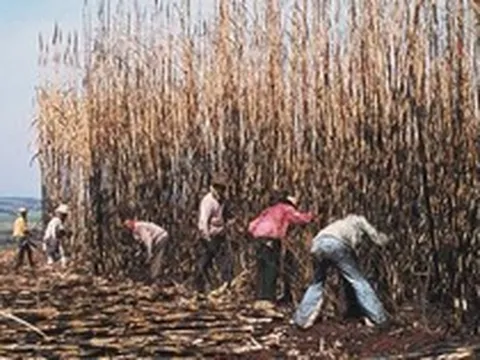 Giá đường bất ngờ lập kỷ lục trong vòng 12 năm, loại nông sản này của Việt Nam bắt đầu "nóng" trở lại