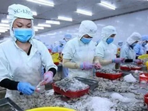 Chi phí sản xuất tôm: Việt Nam 'bỏ xa' Ecuador, cao gấp 1,5 lần Ấn Độ