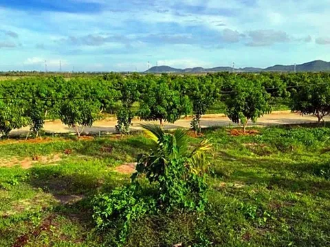 Bình Thuận: Kỷ luật cảnh cáo nguyên Chủ tịch UBND huyện Tuy Phong