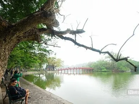 Cận cảnh 3 cây sưa chết khô bên hồ Gươm